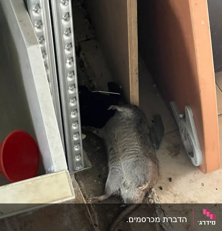 עכבר מת על מלכודת דבק בין לוחות עץ